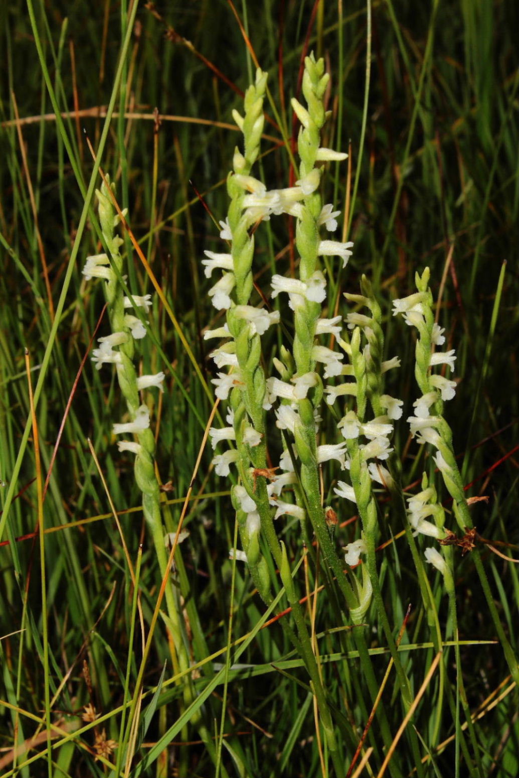 Orchidee dall''appennino Ligure (GE)